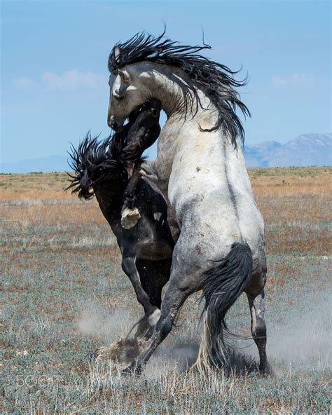 wild horse pictures stallions.